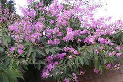 Lagerstroemia speciosa